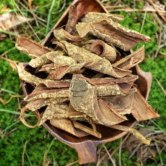 Premium Acacia Root Bark