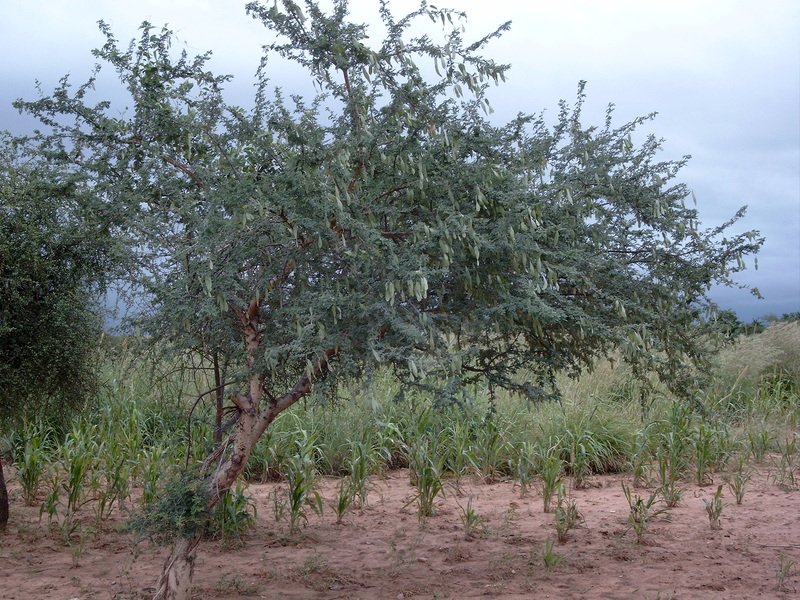 Acacia root bark botanical material and plant